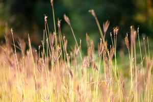 Biggest Problems with Koopaling Haters